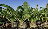 Golestan harnesses green water to produce up to 370,000 tons of sugar beet