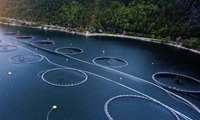 Mazandaran moves to expand cage fish farming via private sector participation