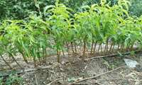 Certified saplings key to export-oriented agriculture in Iran
