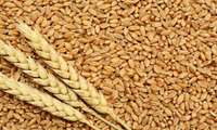 Iran produces 363,000 tons of certified wheat seed