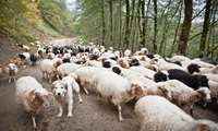 Iran’s livestock sector accounts for 35 percent of agriculture: Official 