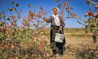 Pistachio harvest underway in southern Kerman 