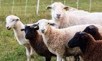 Communal sheep breeding site set up in northwestern Iran