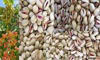 Iran pistachio output sees 80 percent rise