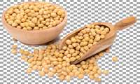 Iran develops new varieties of cold-tolerant peas