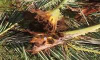 FAO takes steps to curb Red Palm Weevil in Iran