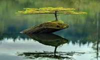 Iran sets sights on green water resources for one billion trees campaign