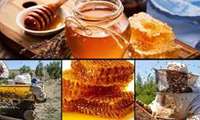 Honey output in northeastern Iran on rise