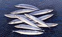 Over 19,000 tons of Kilka fish caught