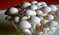 Iran export of edible mushrooms on rise