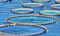 Iran launches major floating cage fish farming project in Qeshm