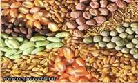Iran working on methods to develop hybrid seeds