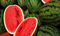 Watermelon tops Iran list of agrifood exports