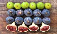 Iran rainfed fig orchards to win FAO world heritage status