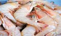 Over 38000 tons of shrimp farmed in Bushehr Province