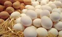 Iran exports 107,000 tons of eggs in 9 months