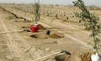 Iran targets planting 40 million saplings in deserts, xeric shrublands