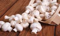 Production of 185,000 tons of edible mushrooms in 2021 in Iran
