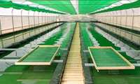 Iran eyes increase in seaweed production by early 2024