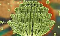 Iranian scientists find indigenous probiotic bacterium