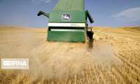 Area under wheat cultivation in Iran reaches 6 million hectares