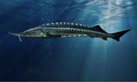 Lorestan province can be a major hub for caviar production, IFO head says