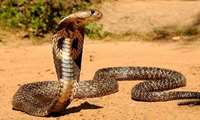 Iraq appeals to Iran Razi Institute to develop antidote for Desert Cobra