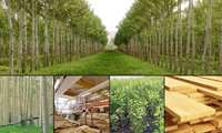 Iran targets producing 300m saplings to boost wood cultivation