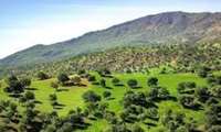 Iran seeks afforestation program to address climate concerns