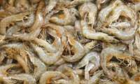 Bushehr province 8-month shrimp export stands at over 11,000 tons