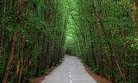 Forest Futures: Sustainable pathways for forests, landscapes and people in the Asia-Pacific region