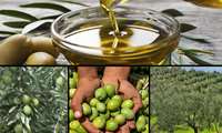 Zanjan province ranks 1st in the country's olive production