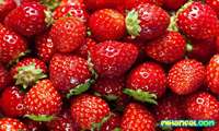 120,000 tons of strawberry produced across Iran per annum
