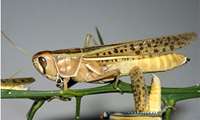 Iran and  FAO agree to jointly fight desert locust