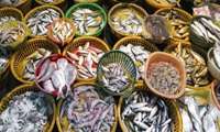 Iran annual fishery export stands at 605 million dollars