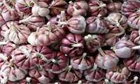 Hamedan garlic registered globally