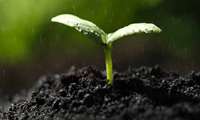 Preparations for planting 250 million saplings underway, official says