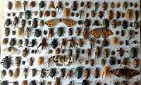Iran owns largest insect collection in region, official says
