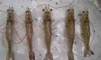 Iran monitoring shrimp reserves in northern waters of Persian Gulf