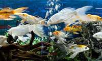 1st national ornamental fish expo underway in Tehran