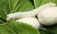 Iran produces over 900,000 mulberry cuttings to increase raw silk cocoon output