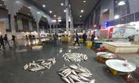 Iran Fisheries Organization launches new seafood market in Gilan province