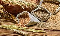FAO puts Iran 2023 grain output at over 21m tons