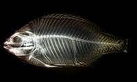 Eleventh percent growth of bony fish in the Caspian Sea