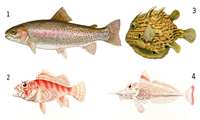 Iran annual harvest of bony fish from Caspian Sea rises: Official