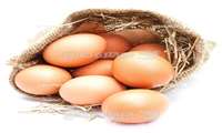 Iran to produce 1.3m tons of eggs by year end, official says