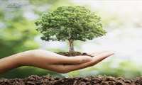 100k trees planted simultaneously in Iran breaking world record