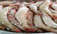 Iran shrimp exports register 48 percent rise in 5 months y/y
