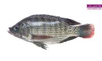 Iran sets roadmap to expand tilapia farming industry