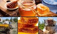 Iran is third largest producer of honey in world: Official